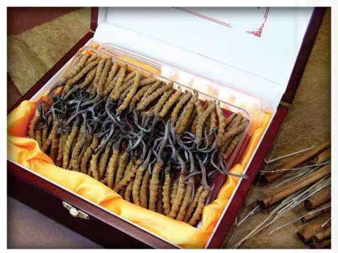 和林格尔冬虫夏草回收